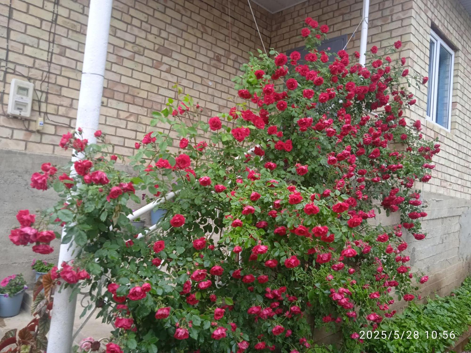Guest House Kyzyl Alma Arkit Esterno foto